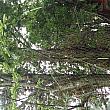 SALA　TREE　とありました。
沙羅双樹のことですか。