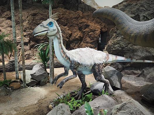 羽毛恐竜化石の出土で恐竜イメージにも変化が。