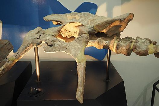 出土した恐竜化石の腰の部分。