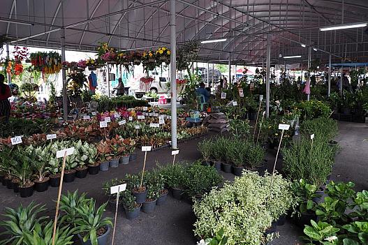 チャトチャック植木市。