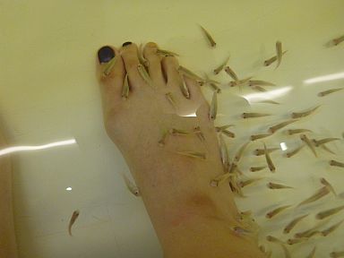 足をいれると一気にドクターフィッシュが寄ってきます