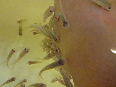 ツンツンとした刺激が気持ちいいけどくすぐったかったです