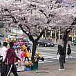 周辺の出店　桜と記念写真の人もたくさんいました。