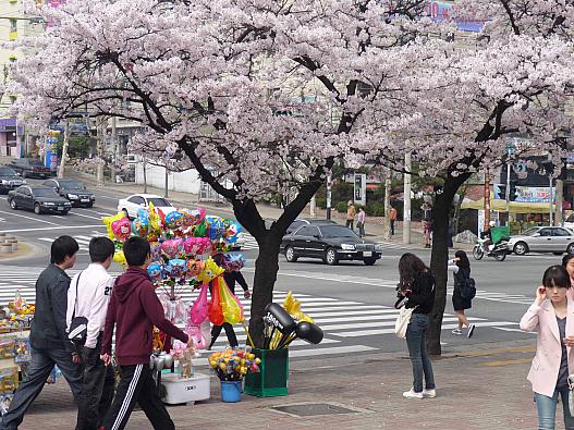 周辺の出店　桜と記念写真の人もたくさんいました。