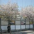 桜咲いてました。