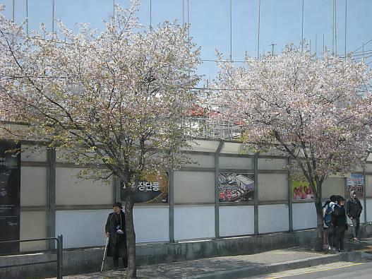 桜咲いてました。