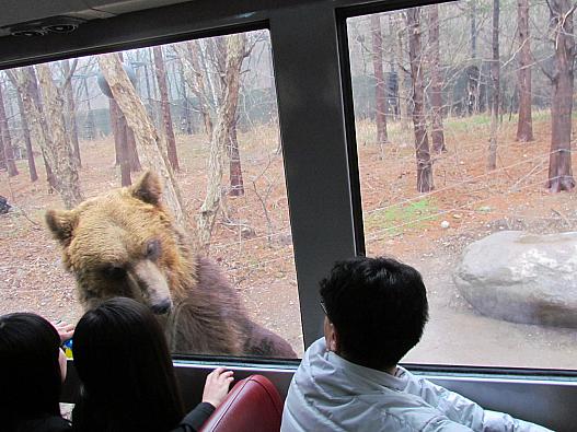 クマが目の前に