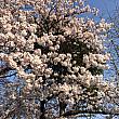 ２０１５年3月３１日　
釜山タワーゲストハウスの周りの桜も綺麗に咲き始めました。