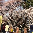 桜が咲いてるこの道を左に下がるとすぐにゲストは椅子です。