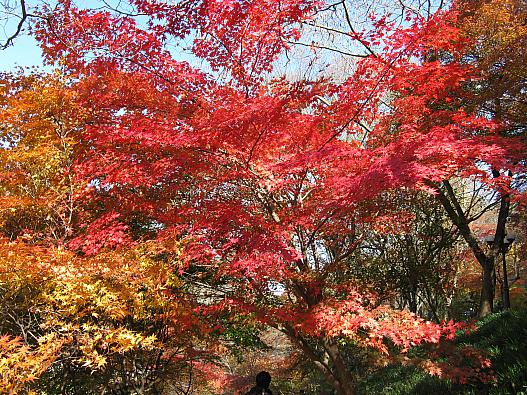 白羊寺参道沿いのモミジ