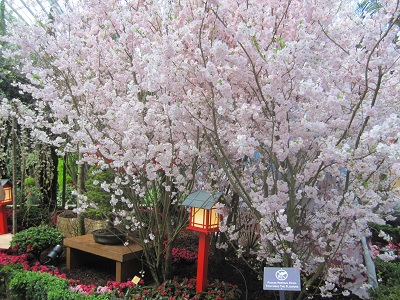フラワードーム内の桜