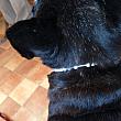 店内の看板犬が着けてるのを見て家の犬にもと思いサイズを伝え伝えましたが
こちらが｢それでは小さいと思います」と伝えましたが
