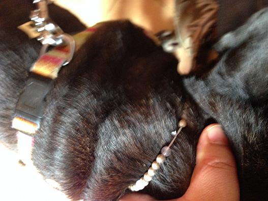 先同文

犬がとても苦しそうで切なくなりました。