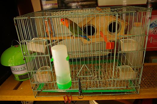 可愛い小鳥がさえずってました