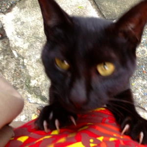 猫村の超懐っこいノラクロ
