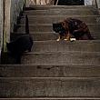 猫村のネコたち