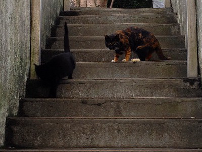 猫村のネコたち