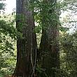 何年経ったかな、大きな杉木