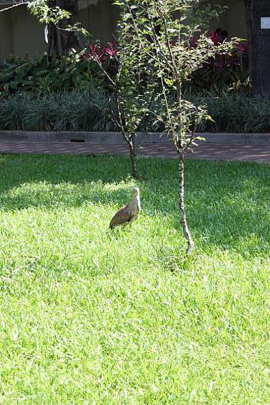 池の近くにこんな鳥がいました。かなりの大きさでした。