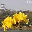 黄金風鈴木、台湾の見所のひとつ「花」