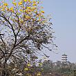 泡茶區前、黄金風鈴木、まだ咲き始めです。