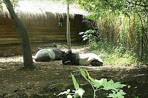 バリ子妹ローラのバリ島わがまま旅行、その５～サファリ・パークでめいっぱい動物たちと触れ合いたい！ サファリ・パーク 動物 バリ・サファリ＆マリン・パーク エレファント・ショー カンプン・ガジャ 象の村 サヴォライオン・レストラン マラ・リバー・サファリ・ロッジハノマン・ステージ