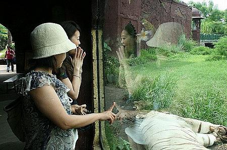 バリ子妹ローラのバリ島わがまま旅行、その５～サファリ・パークでめいっぱい動物たちと触れ合いたい！ サファリ・パーク 動物 バリ・サファリ＆マリン・パーク エレファント・ショー カンプン・ガジャ 象の村 サヴォライオン・レストラン マラ・リバー・サファリ・ロッジハノマン・ステージ