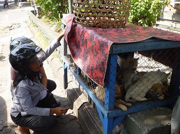 ローカルの人たちに大人気で、バイクや車で乗り付けて、座り込んで見ています。いい飼い主さんが見つかるといいですね…。
