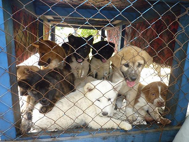 可愛いーーー！！この子たちはバリのローカル犬の中でも人気のキンタマーニ犬。キンタマーニから連れられてきて、ここで売られています。