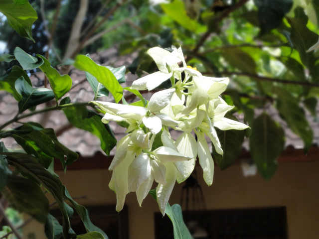 バリの庭を彩る花々 | バリ島ナビ