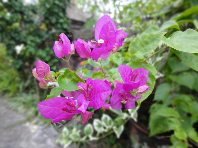バリの庭を彩る花々 | バリ島ナビ