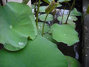 雨のあとは緑が鮮やかです。でも苔むした道は滑りやすいのでご用心。