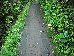 雨のあとは緑が鮮やかです。でも苔むした道は滑りやすいのでご用心。