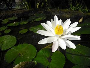 10月のバリ島 【2011年】