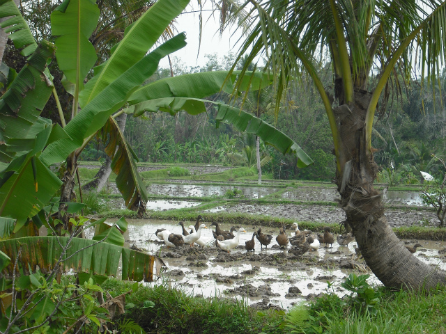 3月のバリ島 12年 バリ島ナビ