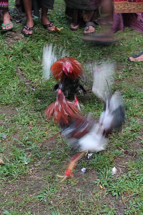 と言っても、お寺内で行われる闘鶏は儀式の一環でもあるんですよ。日の出前からニワトリと男衆でいっぱいのお寺でしたー。