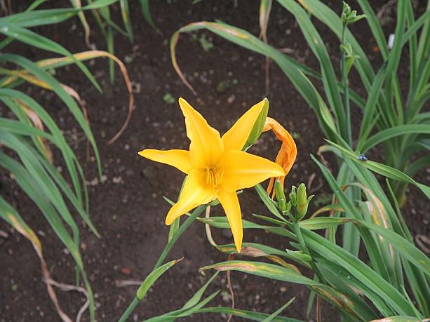 このお花は何かな？でも元気がもらえそうな色ですね。