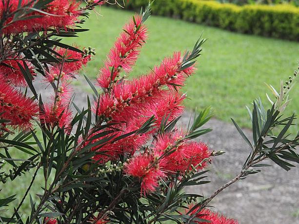 この真っ赤なお花はブラシの木というそう。カラフルなバリの景色です。