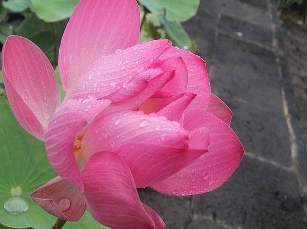 先週もいいお天気のバリでした。それはもう暑い暑い！でも、時々ちょろっと雨が降ることもありますが。道路端や民家のお庭には、色とりどりのお花が見事に咲いています。こんな大輪のハスも！