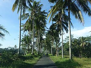 こんな気持ちのいいココナッツの木が並ぶ道を通ります