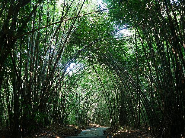 日曜日ののんびりした朝は、竹林でジャランジャラン。