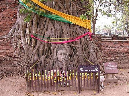 境内にある菩提樹の根に取り込まれた石仏の頭部