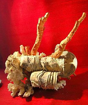 カンボジア沖の海底から引き上げられた、16世紀アンティーク陶器カップにサンゴが絡まったもの。まさに「財宝」です。