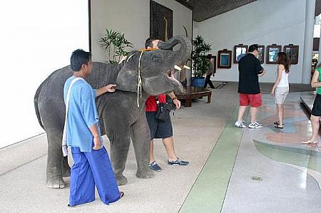 ロビーには象さんが朝の挨拶にやってきていました。 
