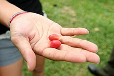 「ミラクル」と呼ばれるオーストラリアからやってきた木の実。これを食べれば、酸っぱい木の実も嘘のように甘く、おいしく感じるのです。

