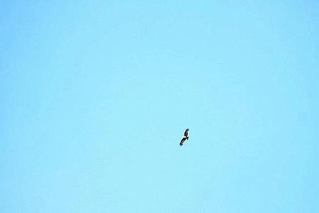 ふと空を見上げるとクルクルと鷹が飛んでいました。
