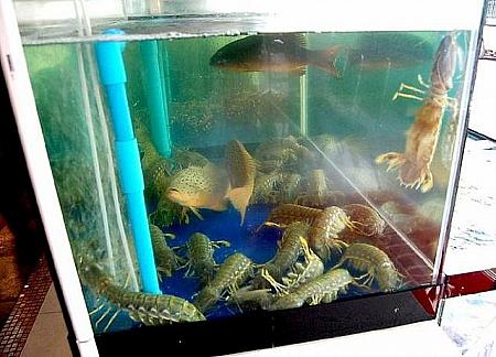 ソンブーンはシーフードだけではありません！店先で豪快に焼かれていた縁起物の子豚の丸焼き、他メニューとのセットでは6,000バーツ、単品では1,200バーツです。