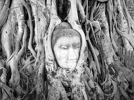 ワットマハタートのもう1つの見所　菩提樹に取り込まれた仏頭