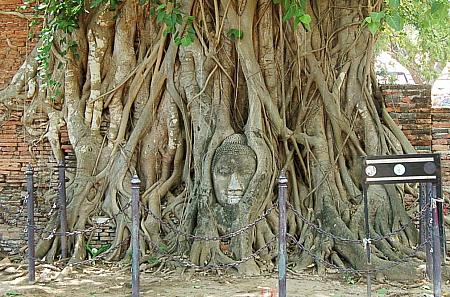 木の根に取り込まれた石仏の頭部