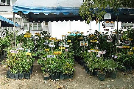 色々な品種の苗木も。タイ人の家ではよくマンゴーの木が植えられているそうです。
